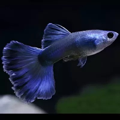 Peixe guppy azul com nadadeiras largas, fundo escuro
