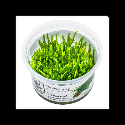 planta aquática Vesicularia em recipiente plástico transparente