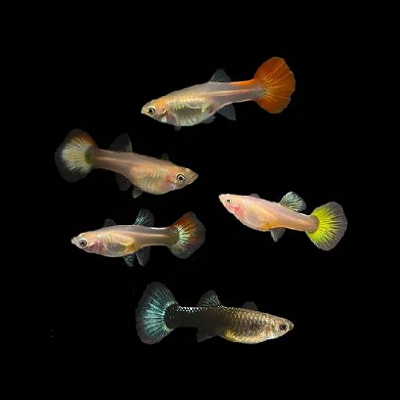 Cinco peixes pequenos com caudas largas coloridas em fundo preto