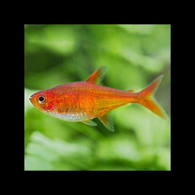 Peixe laranja pequeno em aquário com plantas verdes ao fundo