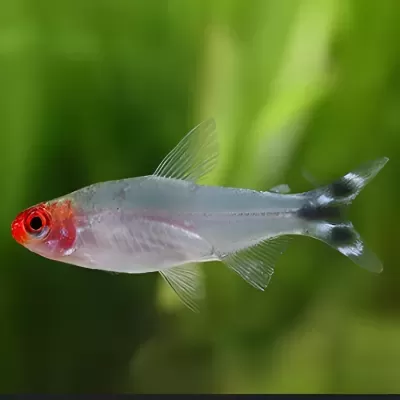 Peixe tropical com cabeça vermelha e cauda bifurcada em fundo verde