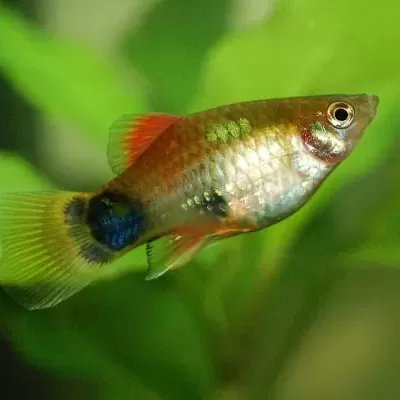 Peixe tropical colorido a nadar em aquário com plantas verdes