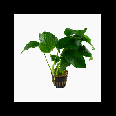 Planta aquática em vaso preto com folhas verdes largas