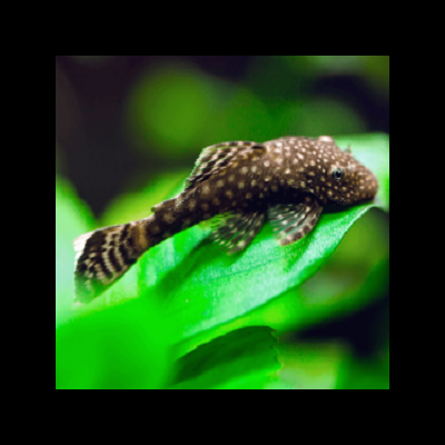 Peixe castanho com manchas brancas sobre folha verde em água