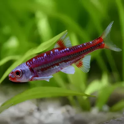 Peixe tropical vermelho e azul em aquário com plantas verdes
