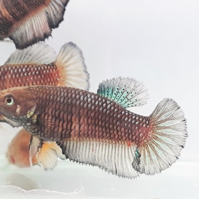 Peixe beta castanho escuro com nadadeiras translúcidas azul e dourado em aquário