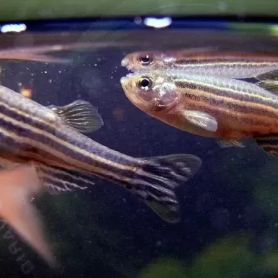Peixes zebrafish com faixas horizontais nadando em água