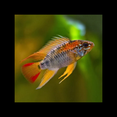 Peixe colorido com listras vermelhas e amarelas nadando em aquário verde