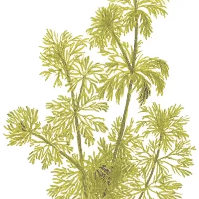 Ilustração botânica de planta verde com folhas finas e raízes visíveis
