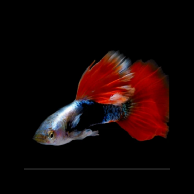 Peixe com cauda vermelha grande e corpo azul e branco sobre fundo preto