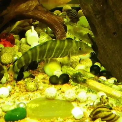 Peixe em aquário com pedras, conchas e madeira