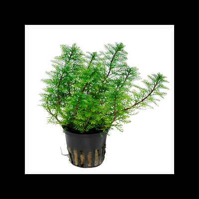 Planta verde em vaso preto com espaços vazios na base