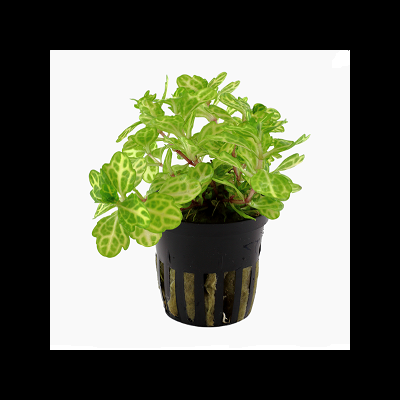 Planta verde em vaso preto com fundo branco