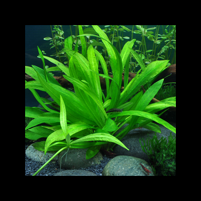 Planta aquática verde com folhas longas em aquário com pedras e plantas