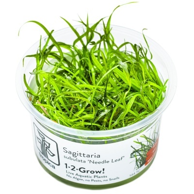 Planta aquática Sagittaria subulata em recipiente plástico