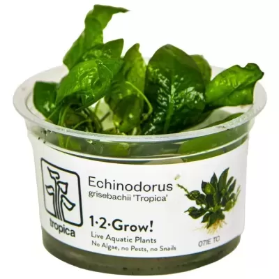 Plantas aquáticas verdes Echinodorus em vaso transparente com etiqueta branca e texto