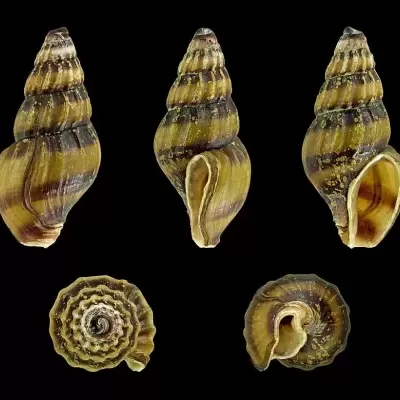 Cinco conchas espirais castanhas e amarelas sobre fundo preto