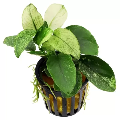 Planta verde em vaso plástico preto com revestimento amarelo