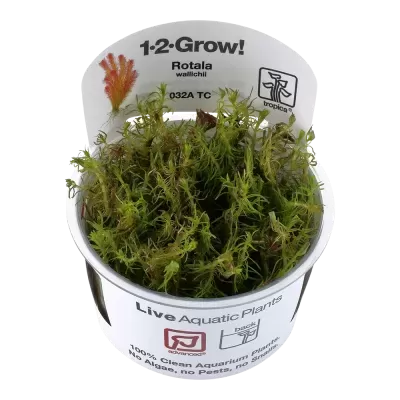 Planta aquática Rotala wallichii em recipiente branco com etiquetas