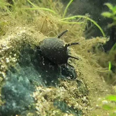 Caracol negro em superfície rochosa subaquática com algas e plantas verdes