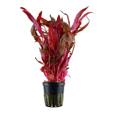 Planta aquática vermelha e verde num vaso preto com furos