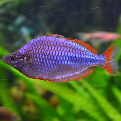 Peixe com escamas azuis e violeta e nadadeiras vermelhas em aquário