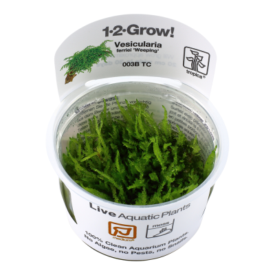 Vaso transparente com planta aquática Vesicularia ferriei Weeping