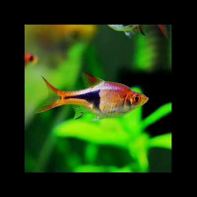 peixe pequeno com cores laranja, preto e branco em aquário verde