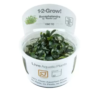Planta aquática viva Bucephalandra em recipiente com rótulo