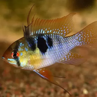 Microgeophagus&#x20;Ramirezi