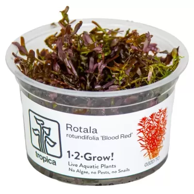 Plantas aquáticas Rotala rotundifolia Blood Red em vaso plástico