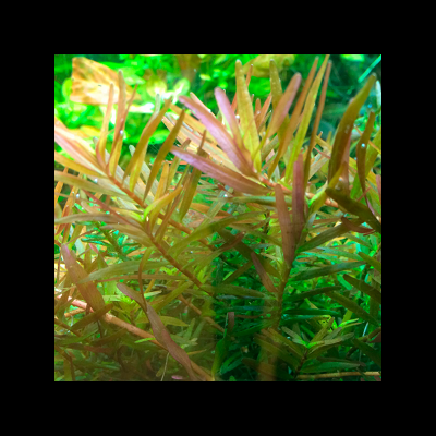 Tropica&#x20;Rotala&#x20;rotundifolia&#x20;&#x27;H&#x27;ra&#x27;&#x20;grow