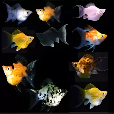 Dez peixes tropicais coloridos com diferentes padrões sobre fundo preto