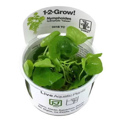 Planta aquática viva Nymphoides hydrophyllia Taiwan com rótulo branco