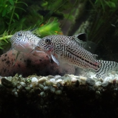 Dois peixes tropicais com padrão preto e branco num aquário com cascalho e plantas