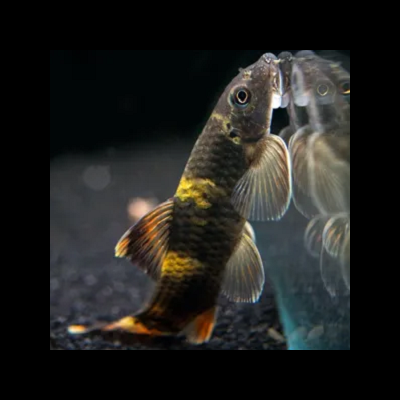 Peixe colorido nadando junto a vidro transparente