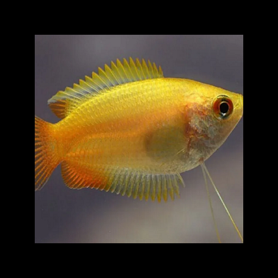 Peixe dourado amarelo com nadadeiras transparentes em fundo desfocado