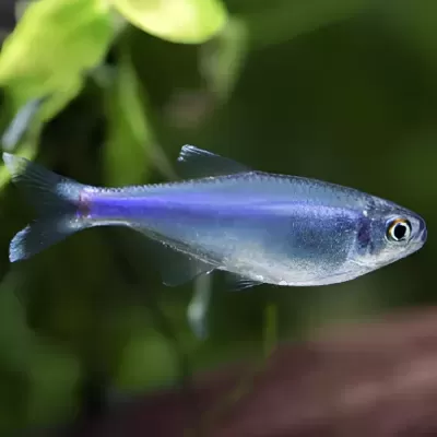 Peixe azul translúcido em ambiente aquático com plantas verdes ao fundo