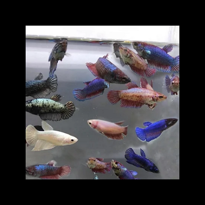 Vários peixes Betta coloridos em aquário transparente