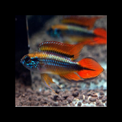 Peixe tropical azul e laranja em aquário com cascalho