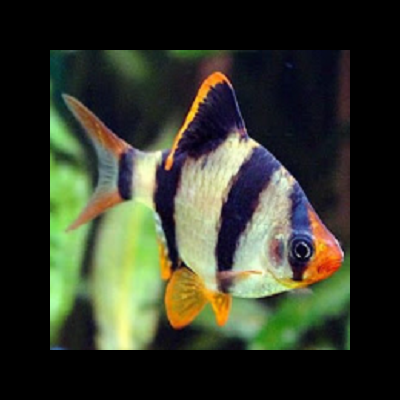 Peixe tropical com riscas pretas, nadadeiras laranja em fundo aquático