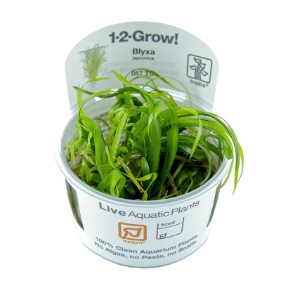Planta aquática viva Blyxa japonica em recipiente com rótulo branco