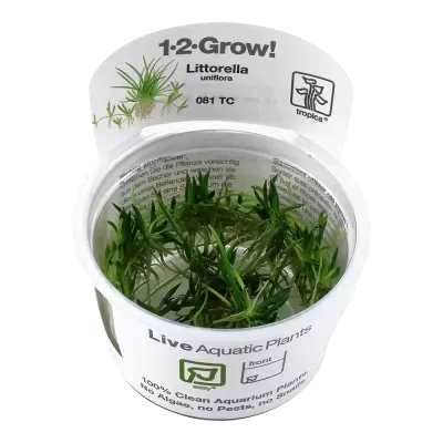 Planta aquática viva Littorella uniflora em embalagem plástica redonda branca e transparente