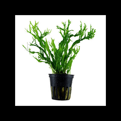 Planta aquática verde em vaso preto com folhas onduladas