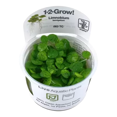 Planta aquática viva Limnobium laevigatum em vaso plástico com rótulo branco