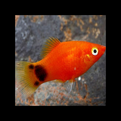 Peixe de aquário laranja com manchas pretas na cauda