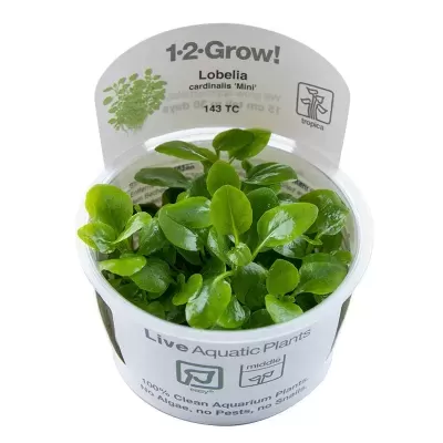 Planta aquática Lobelia cardinalis Mini em recipiente plástico com etiqueta