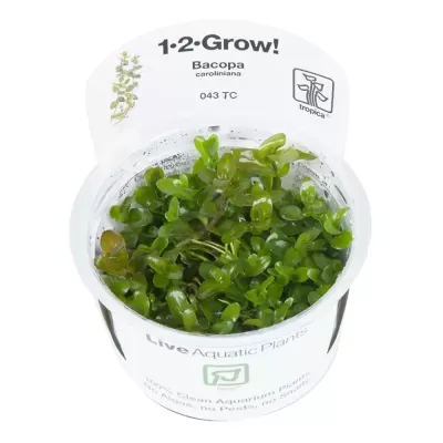 Planta aquática Bacopa caroliniana em recipiente plástico com etiqueta branca