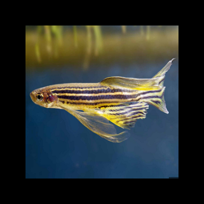 Peixe zebra com listras pretas e amarelas nadando em água