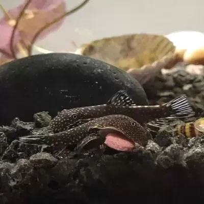 Aquário com cascalho escuro e peixes pequenos manchados